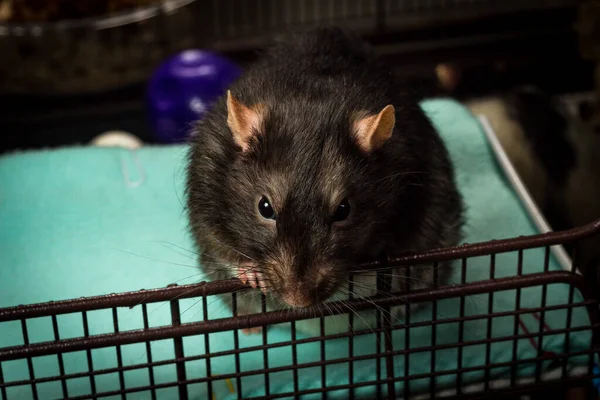 Amical Animal Compagnie Fantaisie Berkshire Rat Jouer Dans Cage Métal — Photo