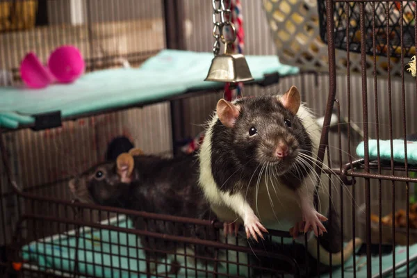 在金属笼里玩耍的可爱宠物 别致的伯克希尔和戴着头巾的老鼠 — 图库照片