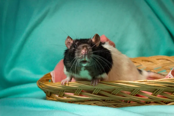 Rata Mascota Con Capucha Amistosa Jugando Canasta Mimbre —  Fotos de Stock