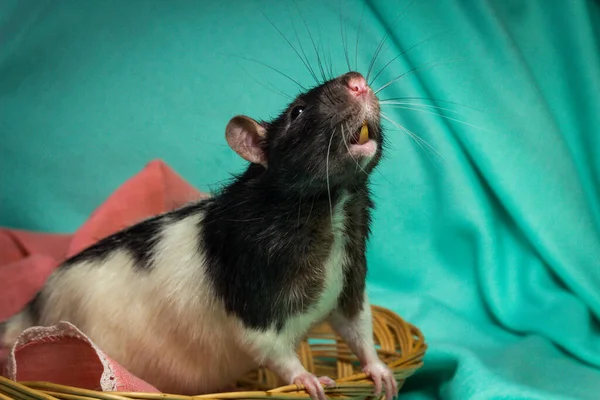 Rata Mascota Con Capucha Amistosa Jugando Canasta Mimbre —  Fotos de Stock