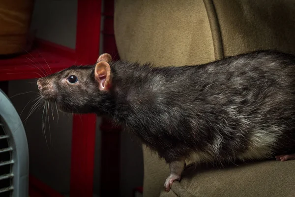 Freundliches Haustier Berkshire Ratte Spielt Auf Der Couch — Stockfoto