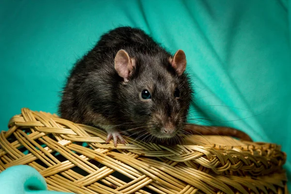 Amistosa Mascota Berkshire Rata Jugando Canasta Mimbre —  Fotos de Stock