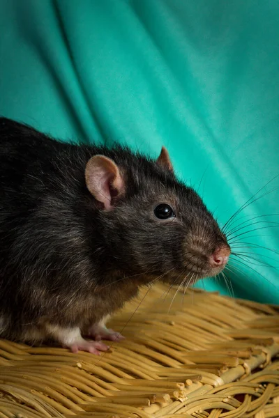 Freundliches Haustier Berkshire Ratte Spielt Weidenkorb — Stockfoto