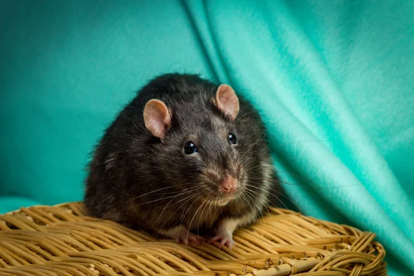 Amistosa Mascota Berkshire Rata Jugando Canasta Mimbre —  Fotos de Stock