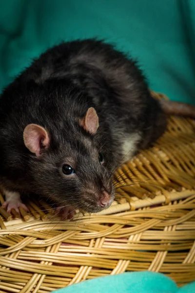 Amigável Animal Estimação Rato Berkshire Jogando Cesta Vime — Fotografia de Stock