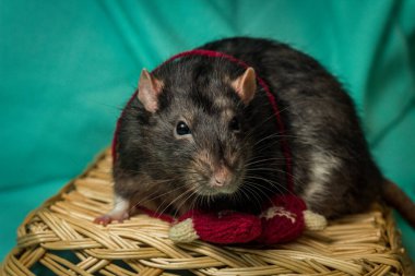 Küçük eldivenlerle hasır sepette oynayan dost canlısı Berkshire faresi.