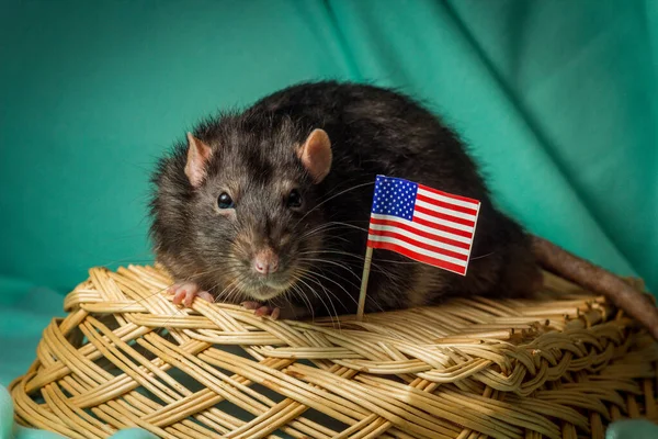 Amistosa Mascota Berkshire Rata Jugando Canasta Mimbre Con Bandera Americana — Foto de Stock