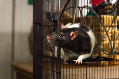 Dost canlısı siyah beyaz evcil fare kafesi keşfediyor.