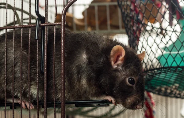 Freundliche Erwachsene Berkshire Pet Ratte Erkunden Käfig — Stockfoto