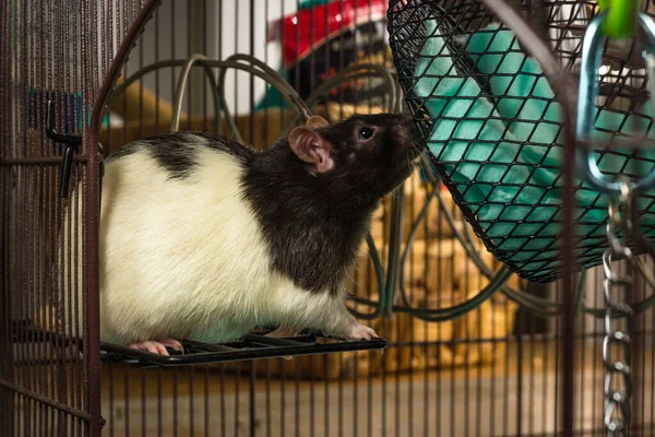 Amistoso Blanco Negro Con Capucha Mascota Rata Explorar Jaula —  Fotos de Stock