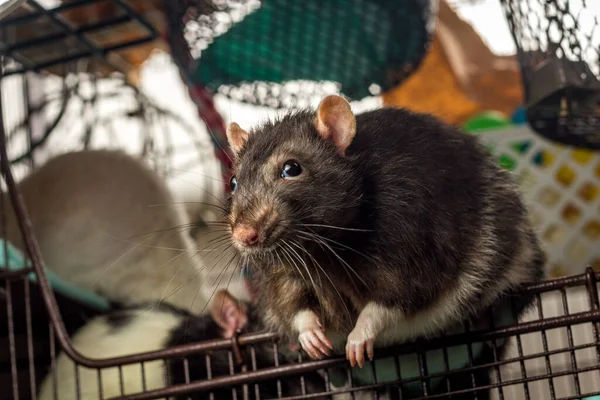 Amigável Adulto Berkshire Animal Estimação Rato Explorando Gaiola — Fotografia de Stock
