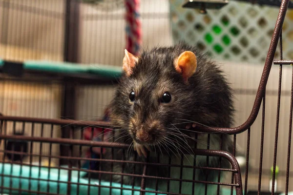 Amistoso Adulto Berkshire Mascota Rata Explorar Jaula —  Fotos de Stock
