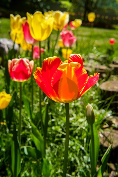 Detailní Barevné Jarní Tulipány Rostoucí Zahradě — Stock fotografie