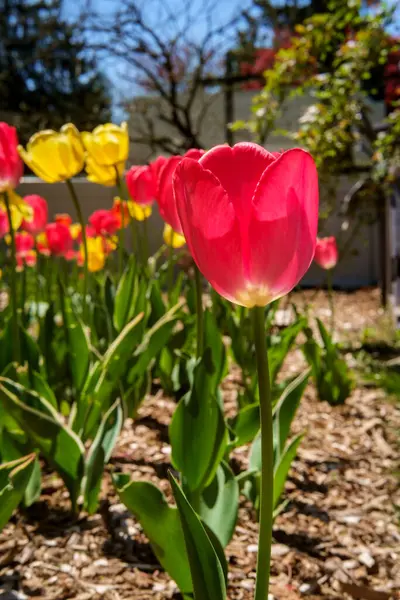 Zbliżenie Kolorowe Wiosenne Tulipany Rośnie Podwórku Ogród — Zdjęcie stockowe