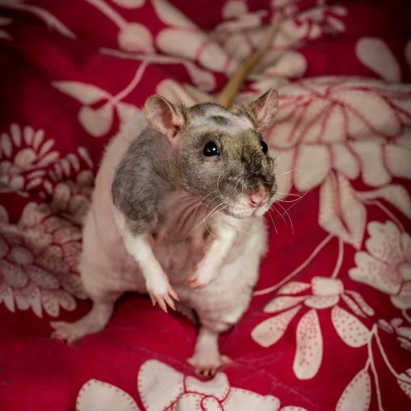 Amical Animal Compagnie Double Rex Patchwork Rat Sans Poils Jouer — Photo