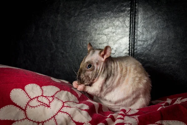 Amical Animal Compagnie Double Rex Patchwork Rat Sans Poils Jouer — Photo