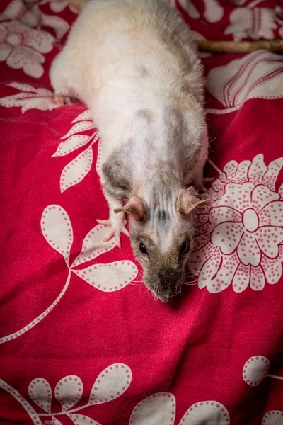 Freundliches Haustier Double Rex Patchwork Haarlose Ratte Spielt Auf Dem — Stockfoto