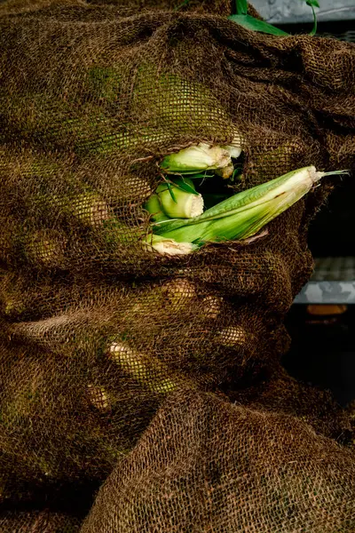 Świeże Uszy Rolników Rynku Kukurydzy Wystawie Letni Dzień — Zdjęcie stockowe