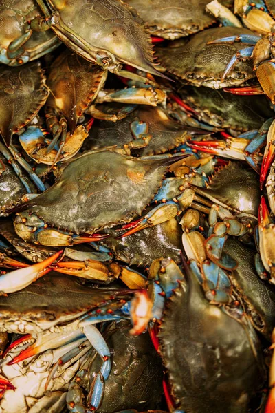 Live Chesapeake Bay Blue Shell Crabs Local Seafood Market — Stock Photo, Image
