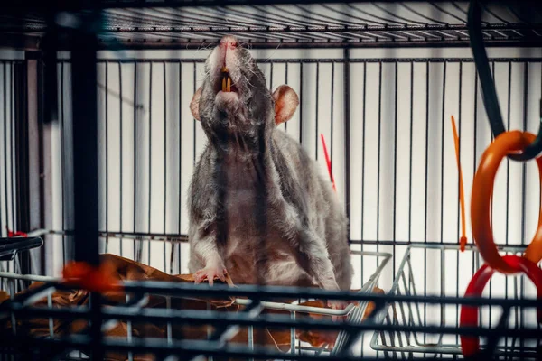 Amistosa Rata Mascota Sin Pelo Doble Rex Patchwork Explorar Jaula —  Fotos de Stock