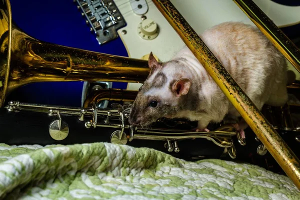 Fancy Pet Rats Playing Classical Musical Instruments — Stock Photo, Image