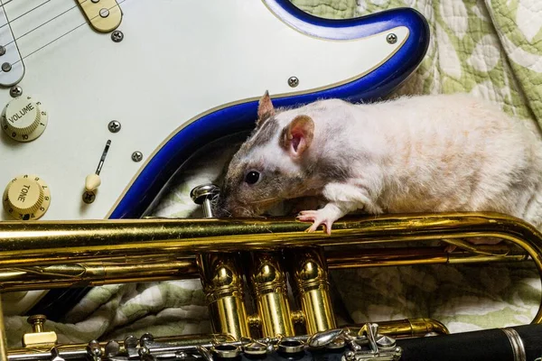 Rats Compagnie Fantaisie Jouant Sur Des Instruments Musique Classiques — Photo