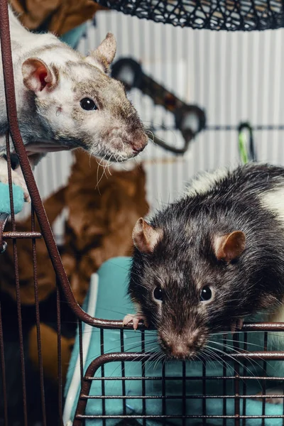 Friendly Double Rex Patchwork Hairless Pet Rat Exploring Cage Hooded — Stock Photo, Image