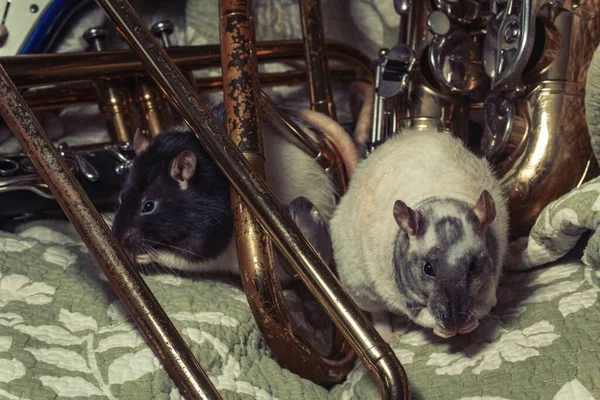 Ratas Mascota Lujo Tocando Instrumentos Musicales Clásicos —  Fotos de Stock
