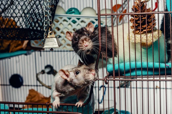 Дружелюбная Двойная Лоскутная Повязка Лысая Крыса Изучающая Клетку Другом Капюшоне — стоковое фото