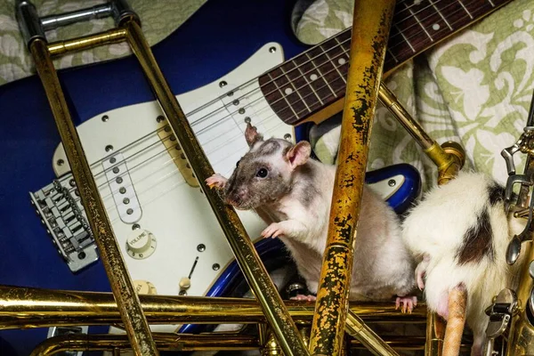 Fancy Pet Rats Playing Classic Music Instruments — Stock fotografie