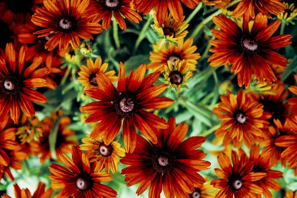 Zomer Bloemen Zwarte Ogen Susans Groeien Het Veld — Stockfoto