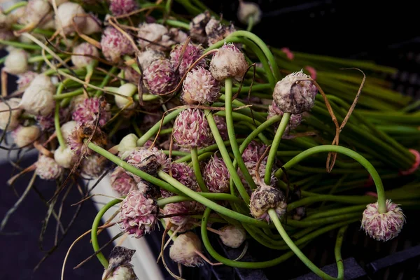 Des Grappes Fleurs Paysage Ail Frais Marché Fermier Local — Photo