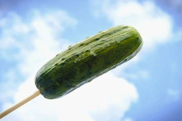 Äta Stora Halvsura Dill Pickle Pinne — Stockfoto