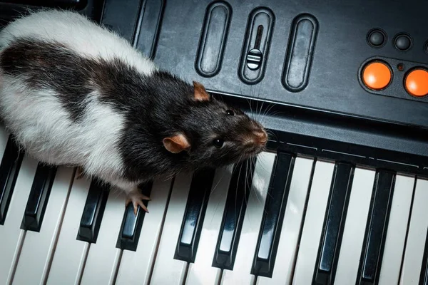 Fancy Pet Rats Playing Classic Music Instruments — Stock fotografie