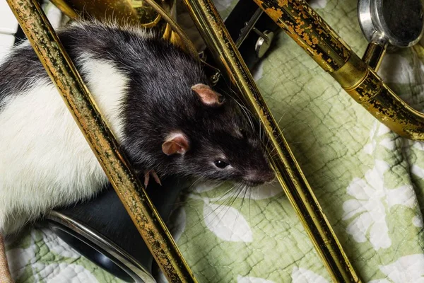 Модные Крысы Играющие Классических Музыкальных Инструментах — стоковое фото