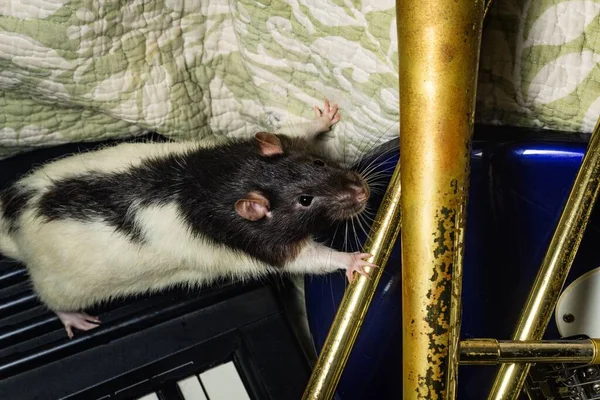 Fancy Pet Rats Playing Classic Music Instruments — Stock fotografie