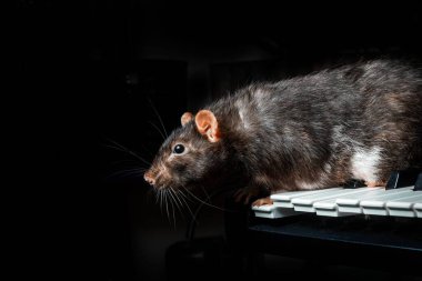 Klasik müzik enstrümanlarıyla oynayan süslü fareler