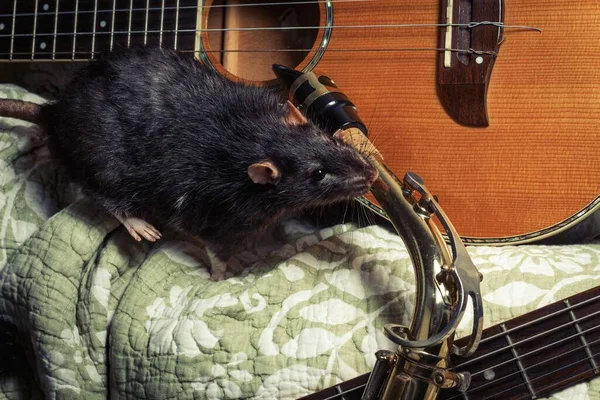 Rats Compagnie Fantaisie Jouant Sur Des Instruments Musique Classiques — Photo
