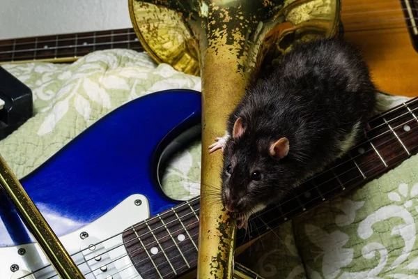 Fancy Pet Rats Playing Classic Music Instruments — Stock fotografie