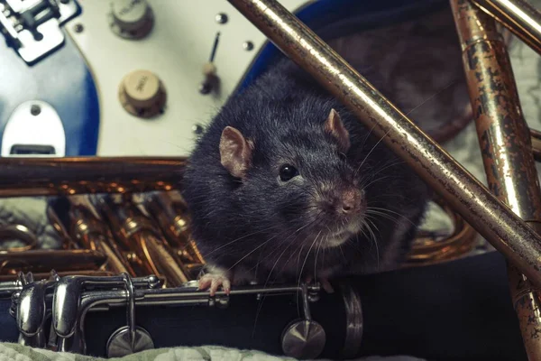 Fantasievolle Haustierratten Spielen Auf Klassischen Musikinstrumenten — Stockfoto