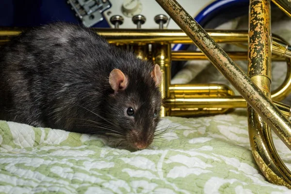 Ratas Mascota Lujo Tocando Instrumentos Musicales Clásicos —  Fotos de Stock