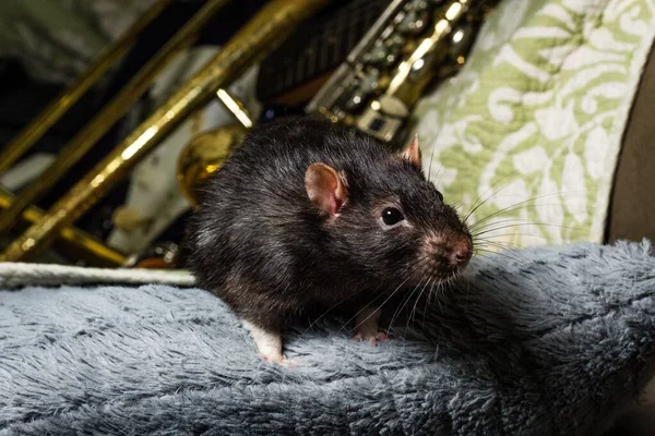 Ratas Mascota Lujo Tocando Instrumentos Musicales Clásicos —  Fotos de Stock