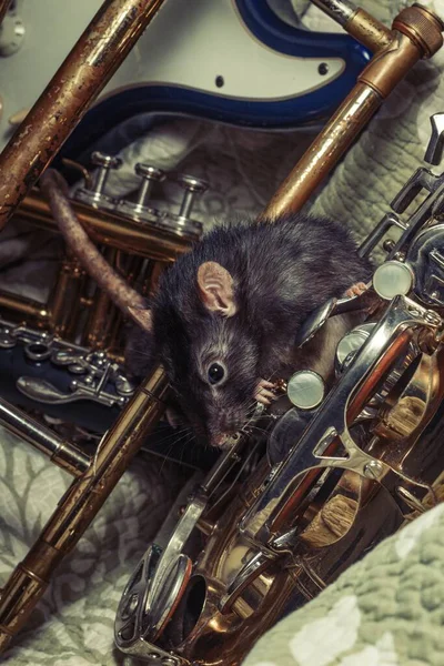 Fancy Pet Rats Playing Classic Music Instruments — Stock fotografie