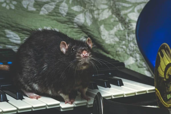 Ratas Mascota Lujo Tocando Instrumentos Musicales Clásicos —  Fotos de Stock