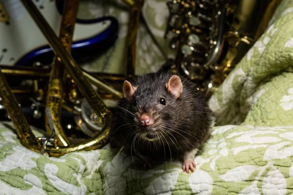 Fancy Pet Rats Playing Classic Music Instruments — Stock fotografie