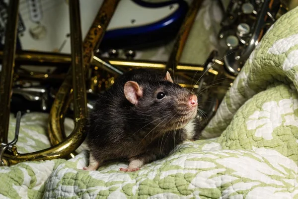 Fancy Pet Rats Playing Classic Music Instruments — Stock fotografie