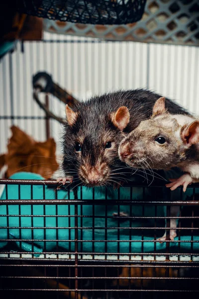 Friendly Double Rex Patchwork Hairless Pet Rat Exploring Cage — Stock Photo, Image