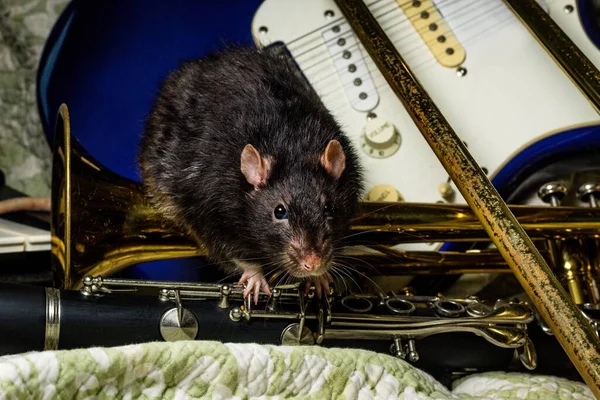 Fancy Pet Rats Playing Classic Music Instruments — Stock fotografie