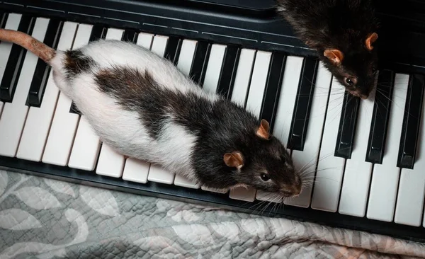 Fancy Pet Rats Playing Classic Music Instruments — Stock fotografie
