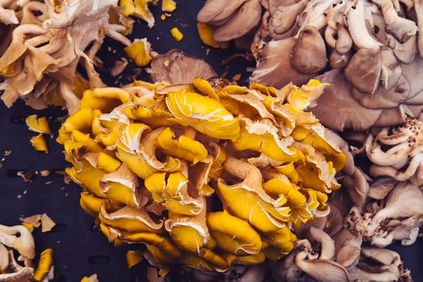 Mazzo Funghi Chanterelle Commestibili Vendita Mercato Agricolo Locale — Foto Stock